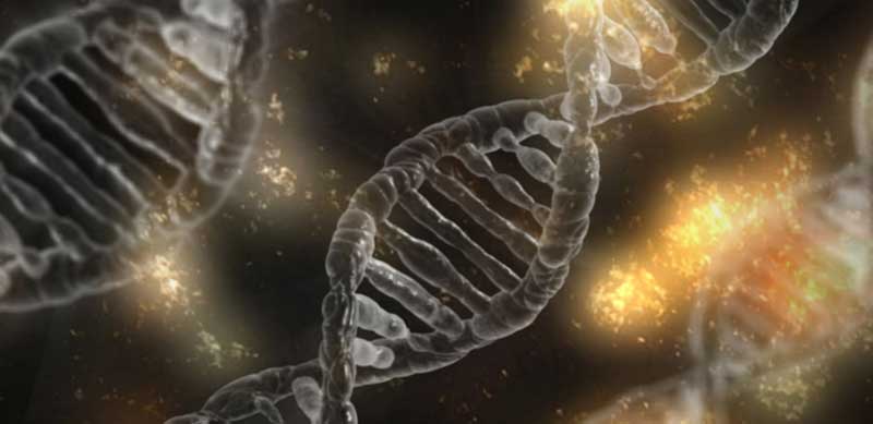 Das Wunder Mensch: wie Körperzellen zu ihrer Bestimmung finden 2 Darstellung einer DNA. (c) Pixabay.com