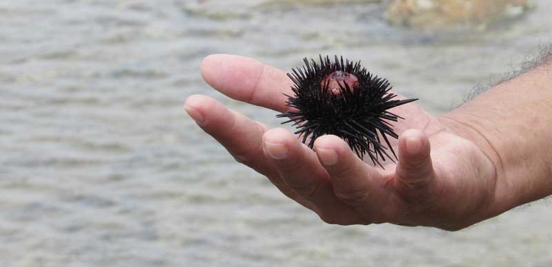 Erste Hilfe am Strand – was tun bei kleinen Wunden und Blessuren? 2 Ein Seeigel in der Hand eines Mannes. (c) Pixabay.com