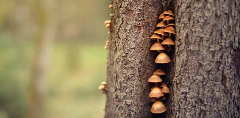Kleine Pilze auf einem Baum. (c) Pixabay.com