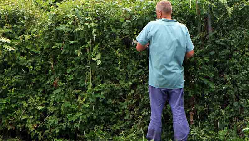 #MehrBewegungImAlltag – eine Frage der «richtigen» Motivation 1 Auch das Schneiden einer Hecke zählt zu mehr Bewegung im Alltag. (c) Pixabay.com