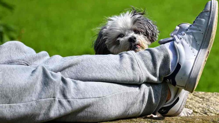 Die Füße eines Mannes bequem übereinander geschlagen. Ein kleiner Hund sitzt bei seinen Füßen. (c) Pixabay.com