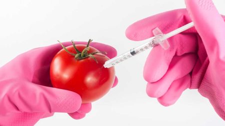Die Hände eines Forschers, der eine rote Tomate impft. (c) Pixabay.com