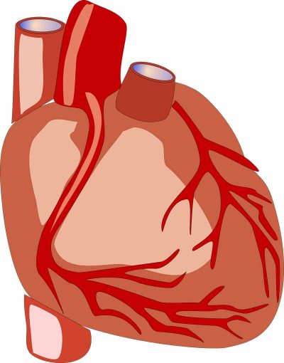 Neue Studiendaten zeigen Erfolge bei Therapie und Prävention von Herzinsuffizienz. (c) Pixabay.com