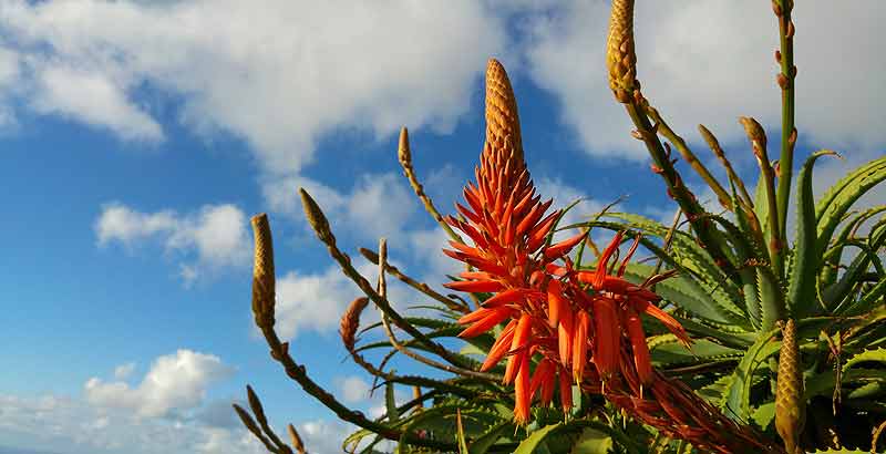 Prachtvolle Aloe Vera Blüten auf Madeira. (c) Pixabay.com