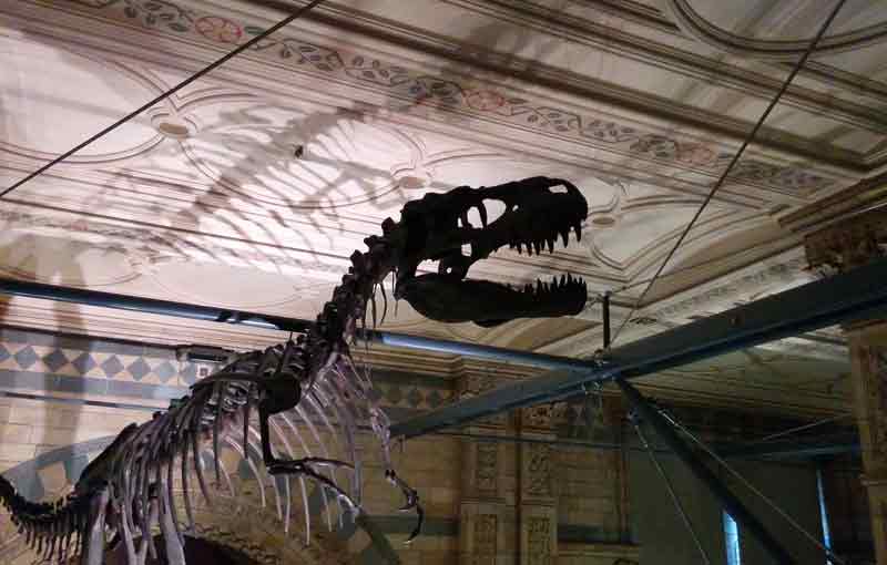 Das Naturhistorische Museum Wien digitalisiert seine Sammlungen 1 Ein Dinosaurierskelett im NHM Wien, das weltweit berühmt für seine Sammlungen ist. (c) Pixabay.com