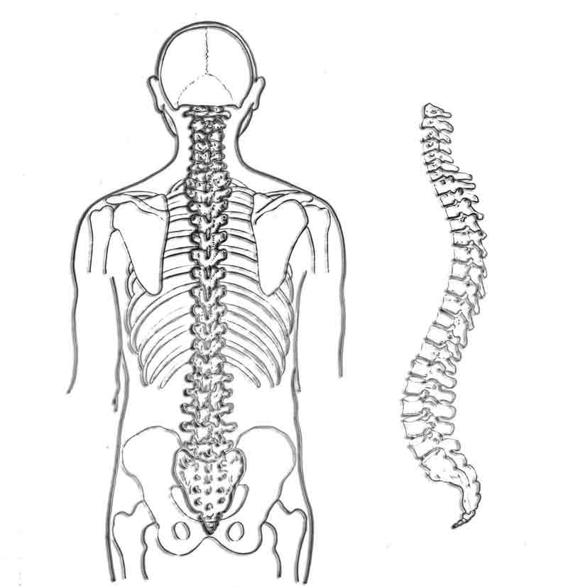 Wirbelsäulenbeschwerden – Ursachen und Therapiemöglichkeiten 2 Skelett eines Mannes und eine Wirbelsäule.
(c) Pixabay.com