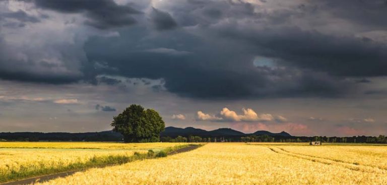 Ein Getreidefeld, im Hintergrund schwarze Wolken eines aufziehenden Gewitters. (c) Pixabay.com