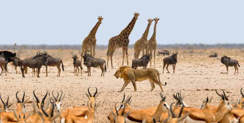 Wildtiere – Giraffen, Büffel, Gazellen und ein Löwe – in Namibia.
(c) Pixabay.com