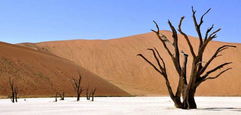 Ein versteinerter Baum, im Hintergrund eine große Sanddüne der Namib-Wüste. (c) Pixabay.com
