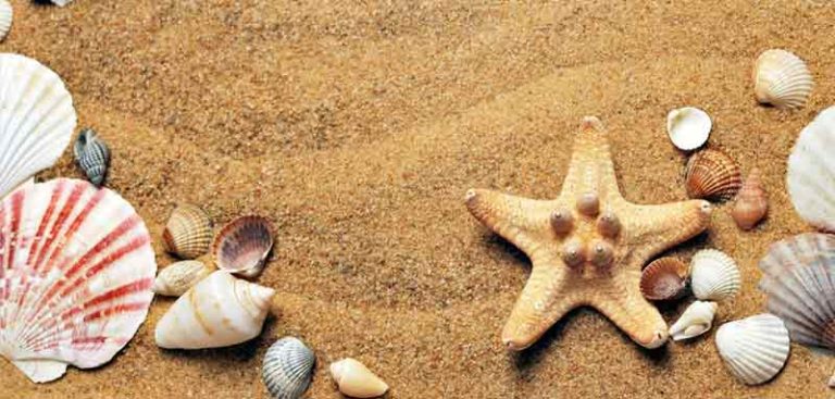 Seesterne und Muscheln auf einem Sandstrand. (c) Pixabay.com