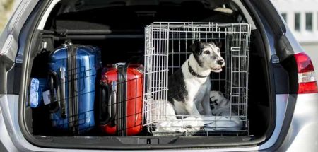 Ein Hund in einer Hundebox in einem offenen Kofferraum. (c) ÖAMTC