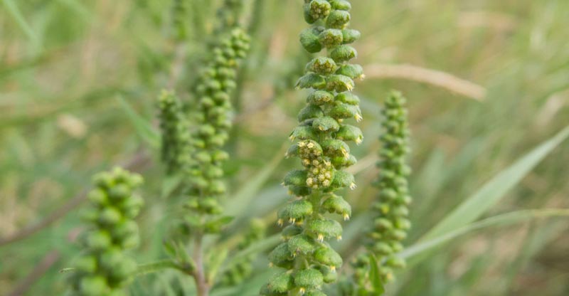 Ragweed Blüten.
(c) Ragweedfinder.at