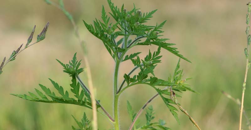 Eine junge Ragweed Pflanze.
(c) Pixabay.com