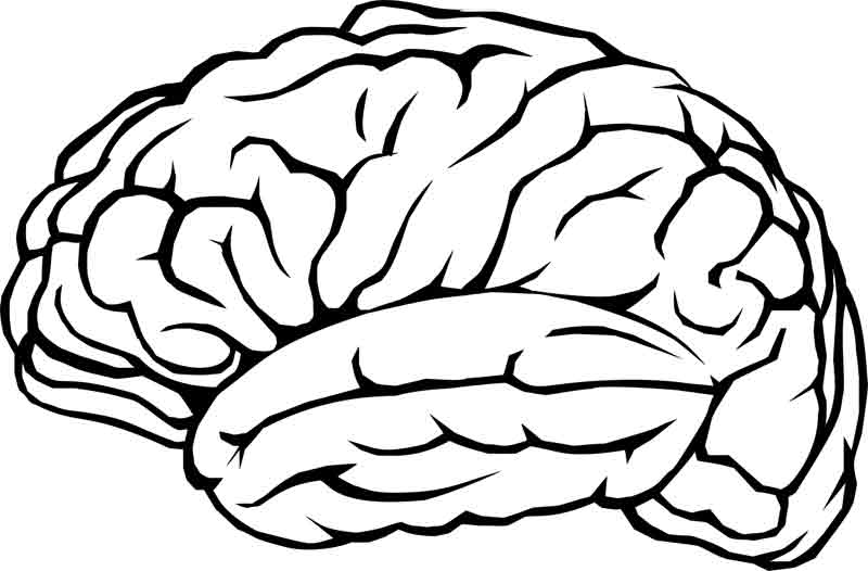 Ein menschliches Gehirn, Stichwort Braining App.
(c) Pixabay.com