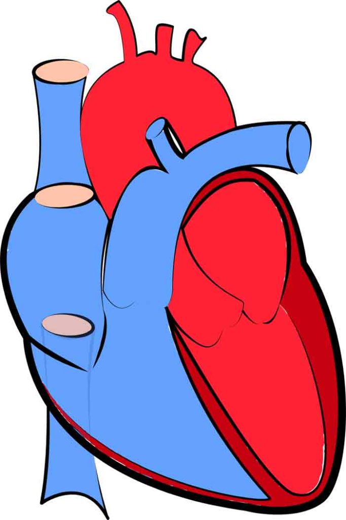 Illustration eines menschlichen Herzens, #UseHeart.
(c) Pixabay.com