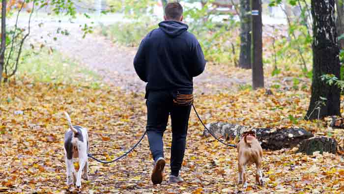 Ein Mann beim Spazierengehen im Wald mit zwei Hunden an der Leine.
(c) Pixabay.com