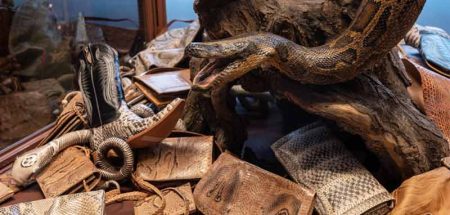 Vitrine im NHM Wien mit einer Tigerpython und Schlangenlederprodukten. (c) NHM Wien/ Christina Rittmannsperger