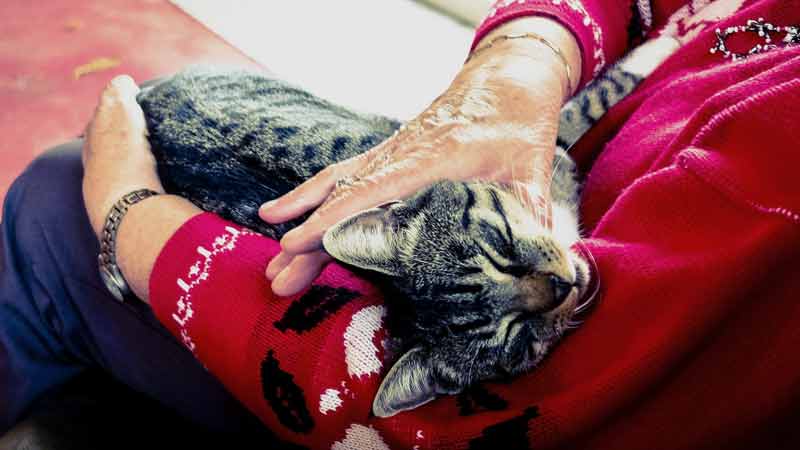 SarS-CoV-2 infizierte Katzen sind keine Gefahr für uns Menschen 1 Eine Katze auf dem Schoß einer älteren Frau, Stichwort Corona bei Katzen.
(c) Pixabay.com