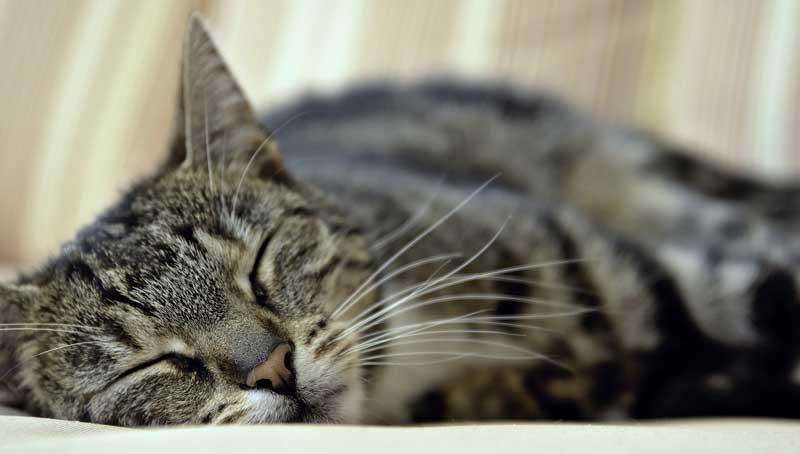 Eine schlafende Hauskatze.
(c) Pixabay.com