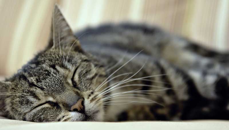 SarS-CoV-2 infizierte Katzen sind keine Gefahr für uns Menschen 2 Eine schlafende Hauskatze.
(c) Pixabay.com