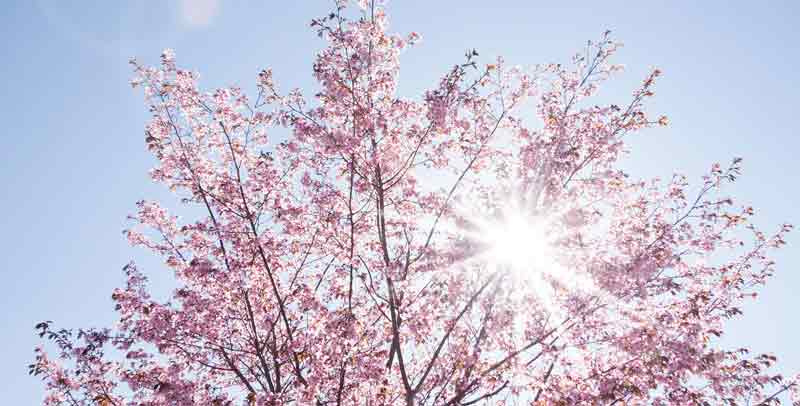 Ein Sonnen durchfluteter Kirschbaum in voller Blüte, Stichwort Vitamin-D.
(c) Pixabay.com