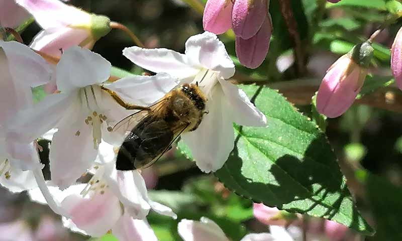 Eine Biene auf einer Blüte, Stichwort Bienen.
(c) Hektar Nektar