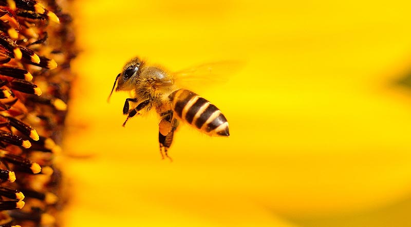 Eine Biene im Anflug auf eine Blüte.
(c) Pixabay.com