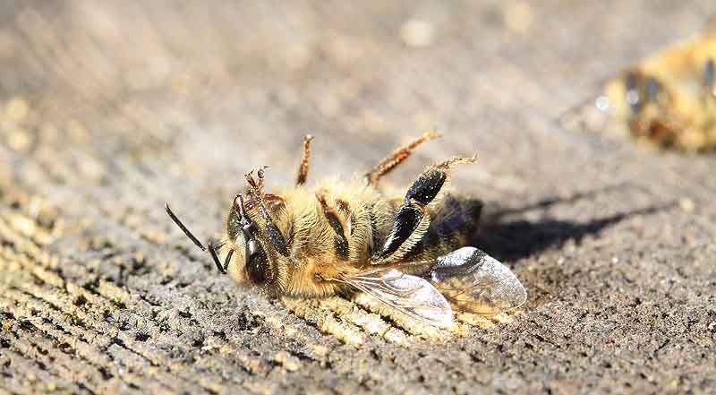 Eine tote Biene, die auf dem Rücken liegt.
(c) Pixabay.com