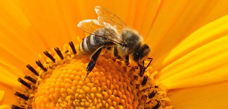 Eine Biene auf einer Sonnenblume. (c) Pixabay.com