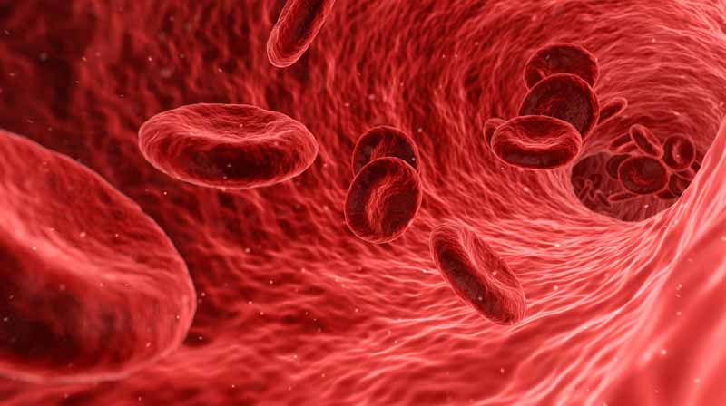 Blutplasma unter einem Mikroskop, Stichwort Thrombose.
(c) Pixabay.com