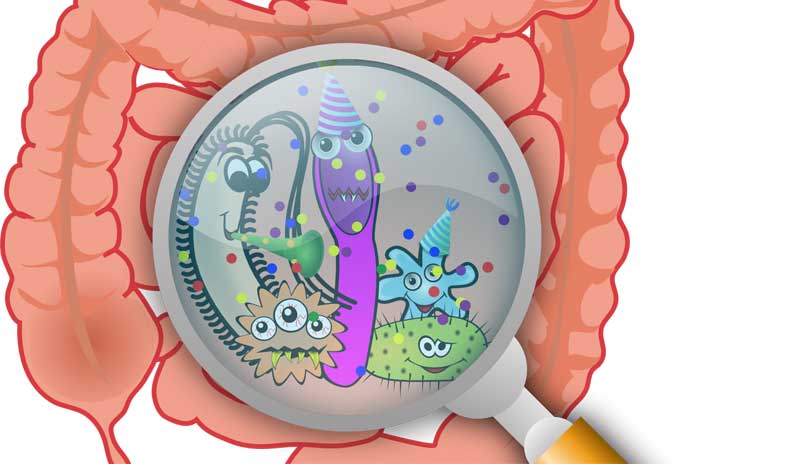 Grafik: der menschliche Darm, bei dem unter einer Lupe diverse Bakterien zu sehen sind. 
(c) Pixabay.com