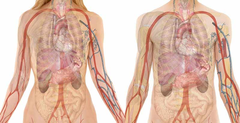 Zwei menschliche Körper, bei denen man die inneren Organe sieht, unter anderem auch die Nieren.
(c) Pixabay.com