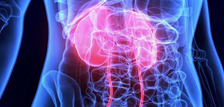 Hologramm eines menschlichen Oberkörpers mit rötlich eingefärbten Nieren. (c) AdobeStock