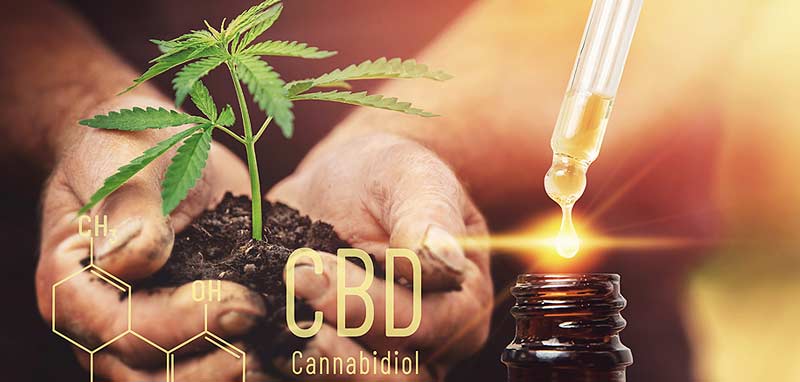 Eine Hanfpflanze mit Erde in den Händen eines Mannes, daneben CBD-Öl mit einer Pipette. (c) AdobeStock