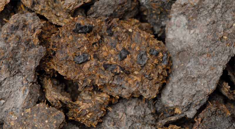 In dieser 2600 Jahre alten menschlichen Exkrementen-Probe aus dem Salzbergwerk Hallstatt sind Bohnen, Hirse und Gerste deutlich erkennbar. Und auch Bier konnte nachgewiesen werden.
(c) Anwora/ NHMW