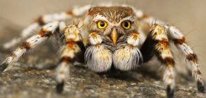 Deepfakes – so werden Foto-, Video- und Audioinhalte manipuliert Eine Vogelspinne mit dem Kopf einer Eule. (c) Pixabay.com