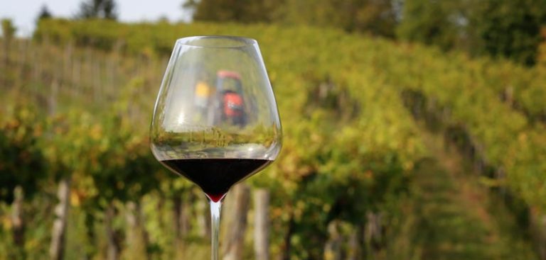 Ein Glas mit Rotwein, dahinter ein Weingarten. (c) Constanze Trzebin