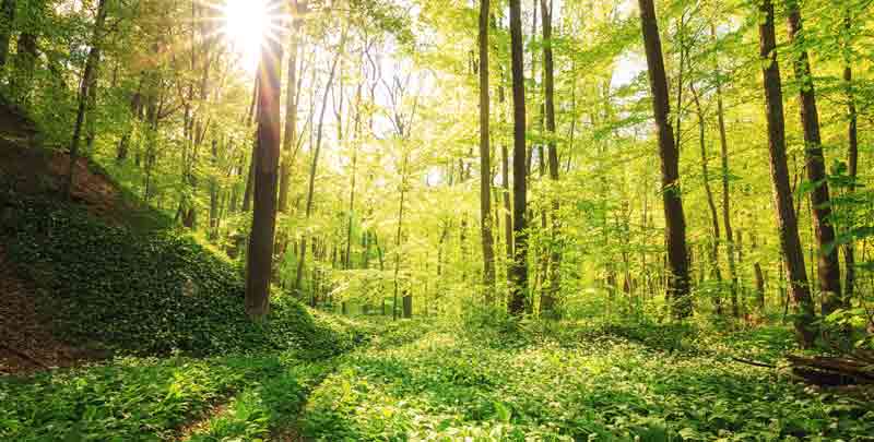 Sonnendurchflutete Waldlandschaft, Stichwort nachhaltig.
(c) AdobeStock