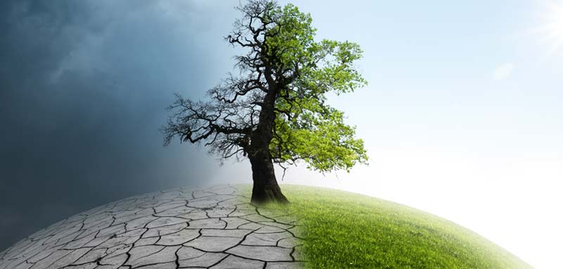 Ein Baum, links vertrocknet,die rechte Hälfte in sattem Grün. (c) AdobeStock