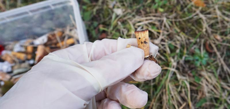 Eine Hand mit einem Einweghandschuh beim Sammeln von Zigarettenstummel. (c) Tierschutz Austria/ Jonas von Einem