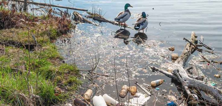 Zwei Enten am Wasser neben einer Stelle mit Müll. (c) AdobeStock