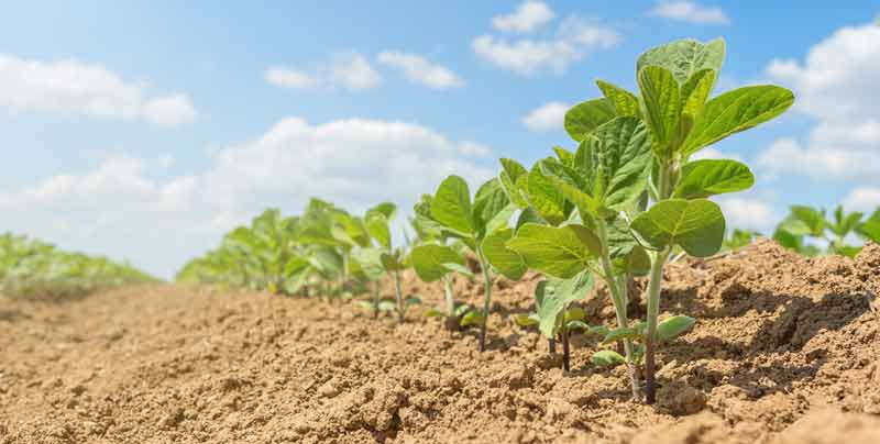 Sojaproduktion für Europas Futtertröge zerstört Natur in Südamerika 2 Sojapflanzen auf einem Feld.
(c) AdobeStock