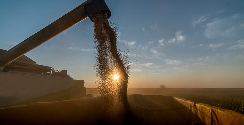 Sojaproduktion für Europas Futtertröge zerstört Natur in Südamerika 1 Ein Mähdrescher, der Sojabohnen in einen Anhänger entleert.
(c) AdobeStock