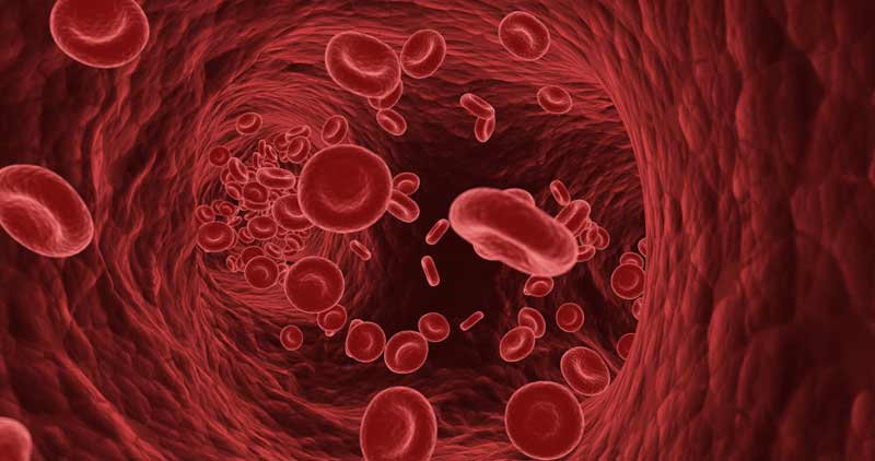 Cholesterin – der Feind in unserem Körper, oder doch ganz nützlich? 1 Illustration Arterie von innen, Stichwort Cholesterin.
(c) AdobeStock