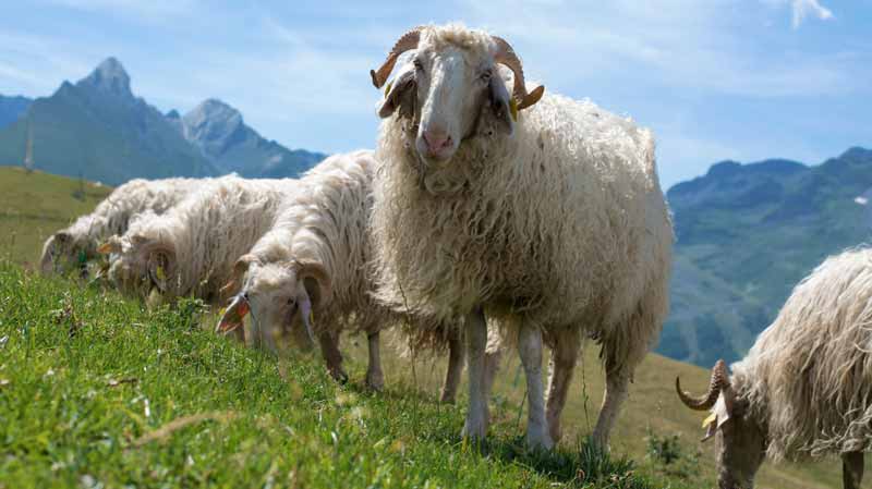 Schafe auf einer Alm.
(c) AdobeStock