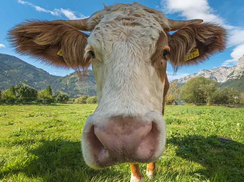 Nahaufnahme des Kopfes einer Kuh.
(c) Naturfreunde Österreich/ Doris Winder