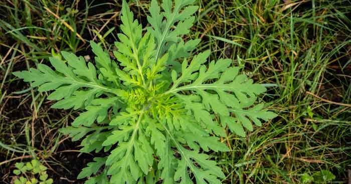 Ragweed: Herkunftsort & Umwelt beeinflussen Pollen-Aggressivität 1 Eine kleine Ragweed-Pflanze,
(c) AdobeStock