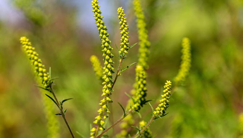 Ragweed: Herkunftsort & Umwelt beeinflussen Pollen-Aggressivität 2 Blühendes Ragweed.
(c) AdobeStock