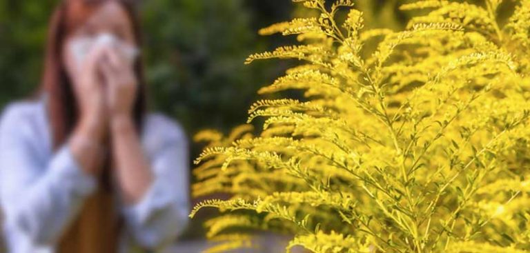 Blühendes Ragweed, im Hintergrund eine Frau, die sich wegen einer allergischen Reaktion die Nase putzt. (c) AdobeStock