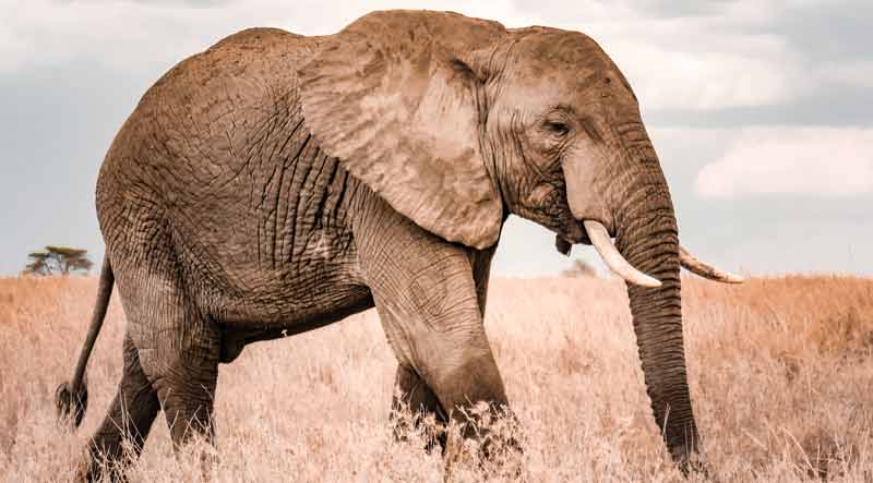 Ein großer Elefant mit Stoßzähnen, Stichwort Souvenirratgeber.
(c) AdobeStock